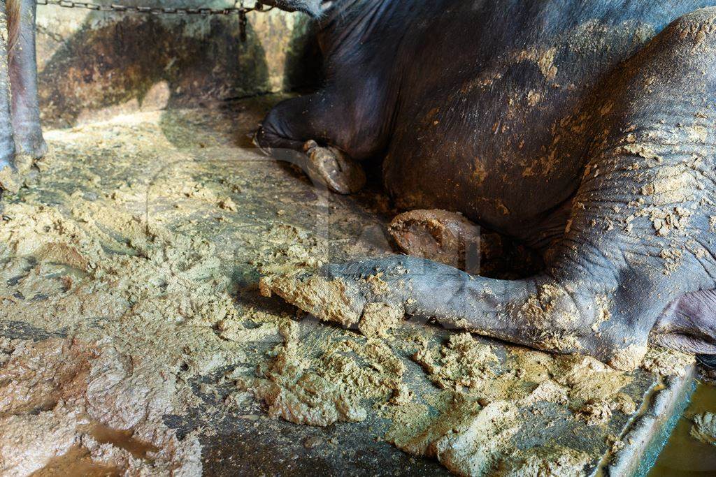 Indian buffalo lying in dirt and feces and tied up in a line in a concrete shed on an urban dairy farm or tabela, Aarey milk colony, Mumbai, India, 2023