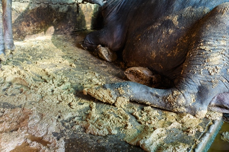 Indian buffalo lying in dirt and feces and tied up in a line in a concrete shed on an urban dairy farm or tabela, Aarey milk colony, Mumbai, India, 2023