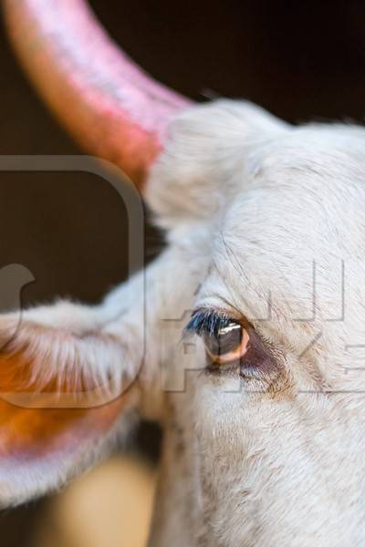 Close up of face of white Indian cow with large pink horns on street in city in India