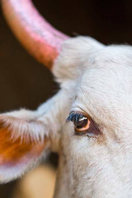 Close up of face of white Indian cow with large pink horns on street in city in India