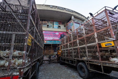 Broiler chickens raised for meat being unloaded from transport trucks near Crawford meat market