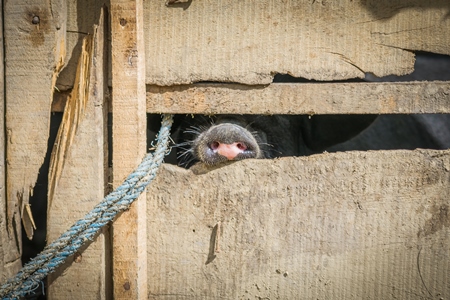 Farmed pig pushing nose through a wooden pig pen on a pig farm in Manipur in the Northeast of India, 2018