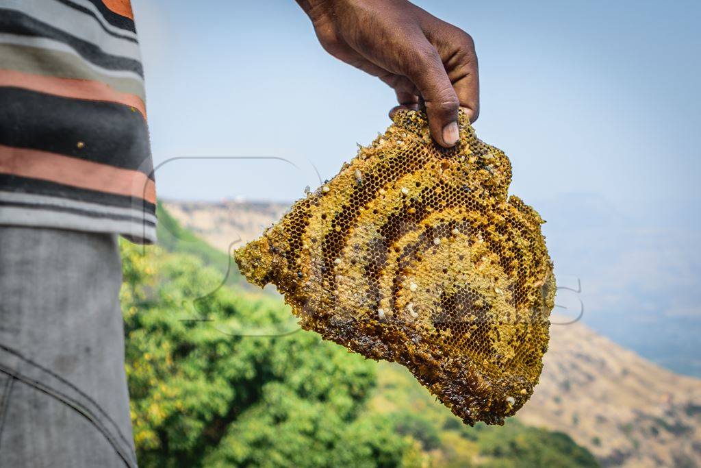 Pieces of yellow honeycomb with dead honey bees visible on sale on the side of the road