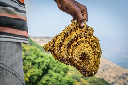 Pieces of yellow honeycomb with dead honey bees visible on sale on the side of the road