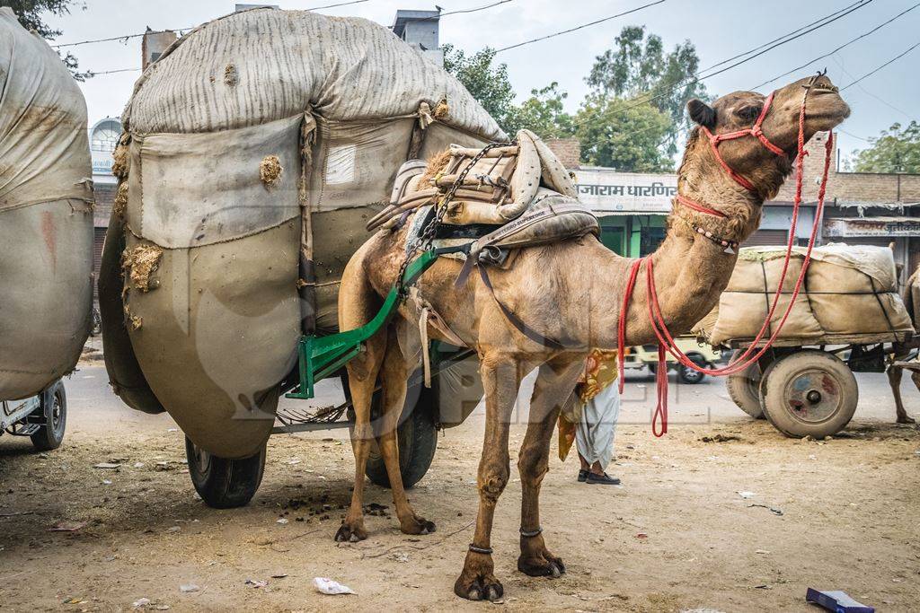 Working camel overloaded with large load on cart in Bikaner in Rajasthan