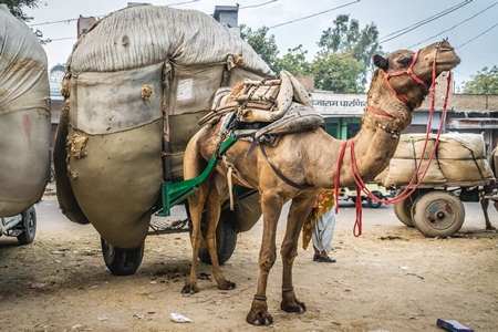 Working camel overloaded with large load on cart in Bikaner in Rajasthan