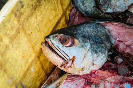 Dead fish on sale at the fish market inside New Market, Kolkata, India, 2022