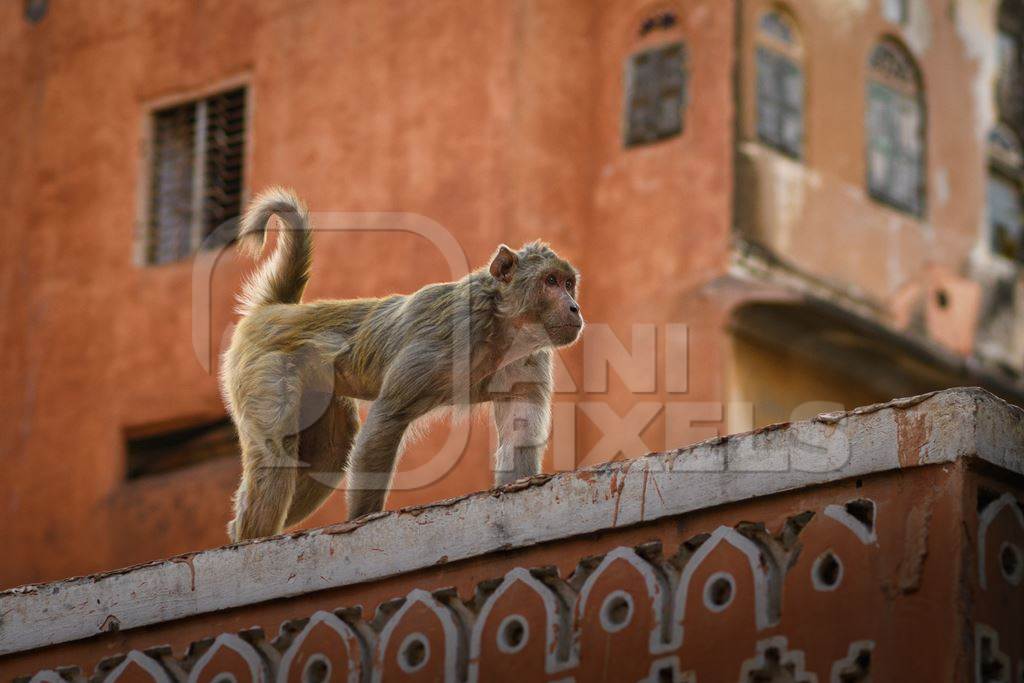 Indian macaque monkey walking along a wall in the urban city of Jaipur, Rajasthan, India, 2022