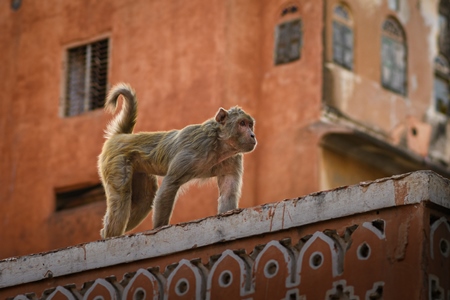 Indian macaque monkey walking along a wall in the urban city of Jaipur, Rajasthan, India, 2022