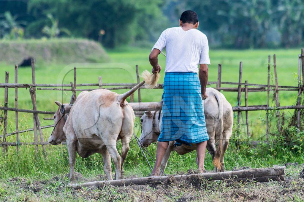 Two working bullocks in harness pulling plough through field with farmer