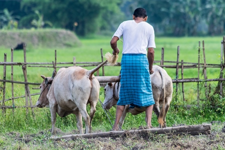 Two working bullocks in harness pulling plough through field with farmer