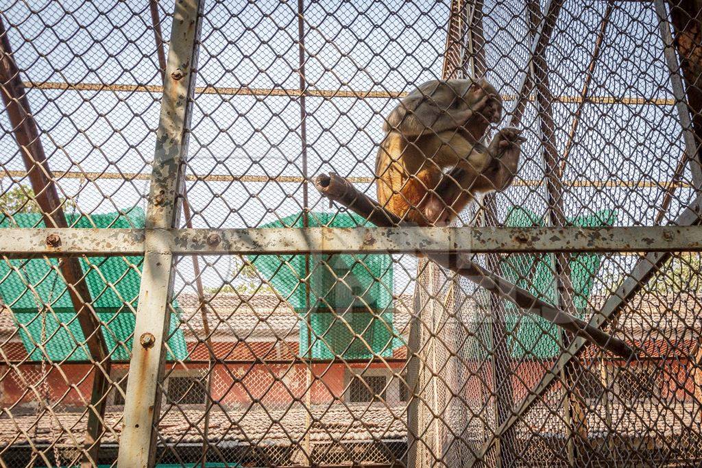 Macaque monkey behind bars in a cage in Byculla zoo in Mumbai