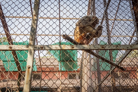 Macaque monkey behind bars in a cage in Byculla zoo in Mumbai