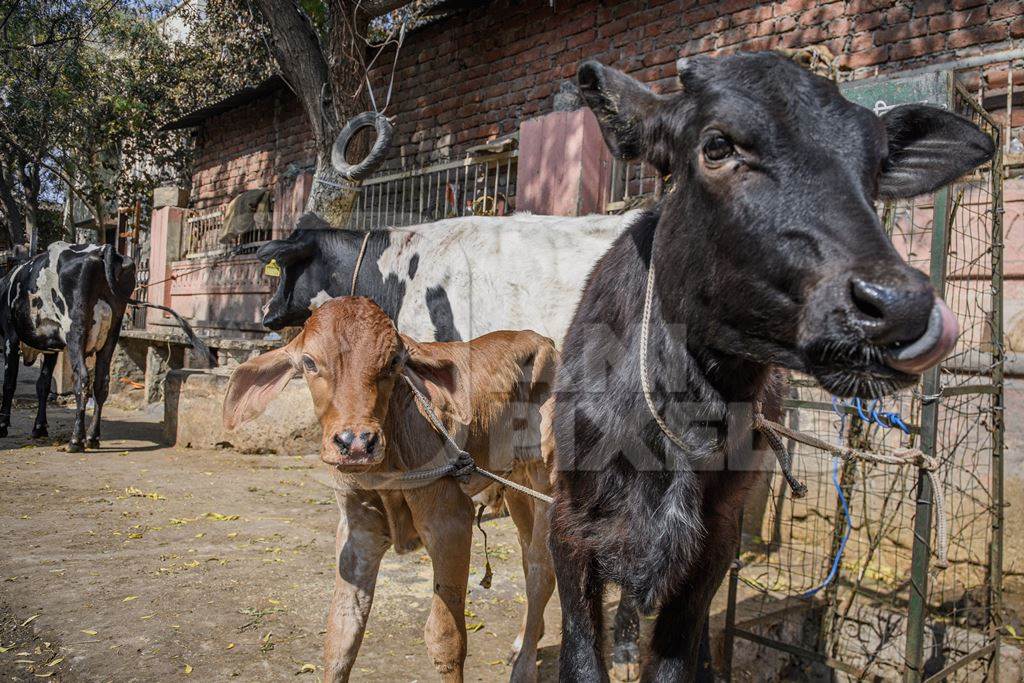 Indian dairy cows and calves on an uregulated dairy farm in the street, Jaipur, India, 2022