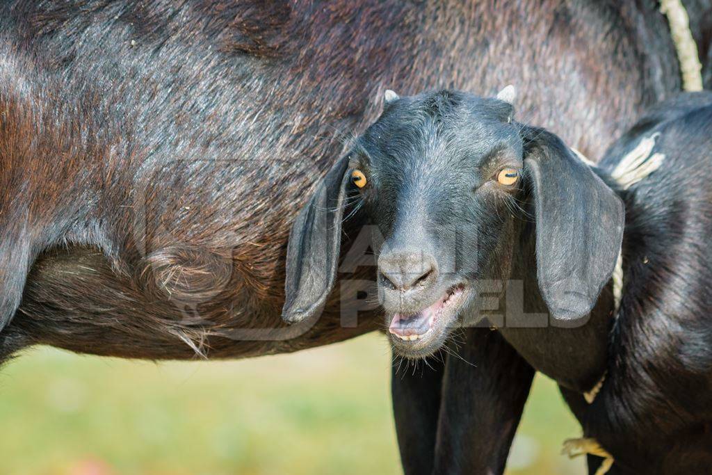 Two black goats mother and baby goat in a village in rural Bihar