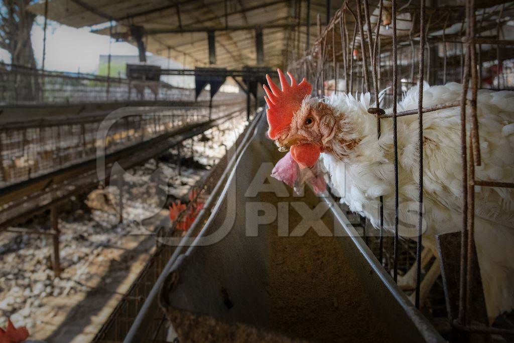 A sick Indian chicken or layer hen with skin infection and mutilated beak in a battery cage on an egg farm on the outskirts of Ajmer, Rajasthan, India, 2022