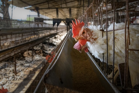 A sick Indian chicken or layer hen with skin infection and mutilated beak in a battery cage on an egg farm on the outskirts of Ajmer, Rajasthan, India, 2022