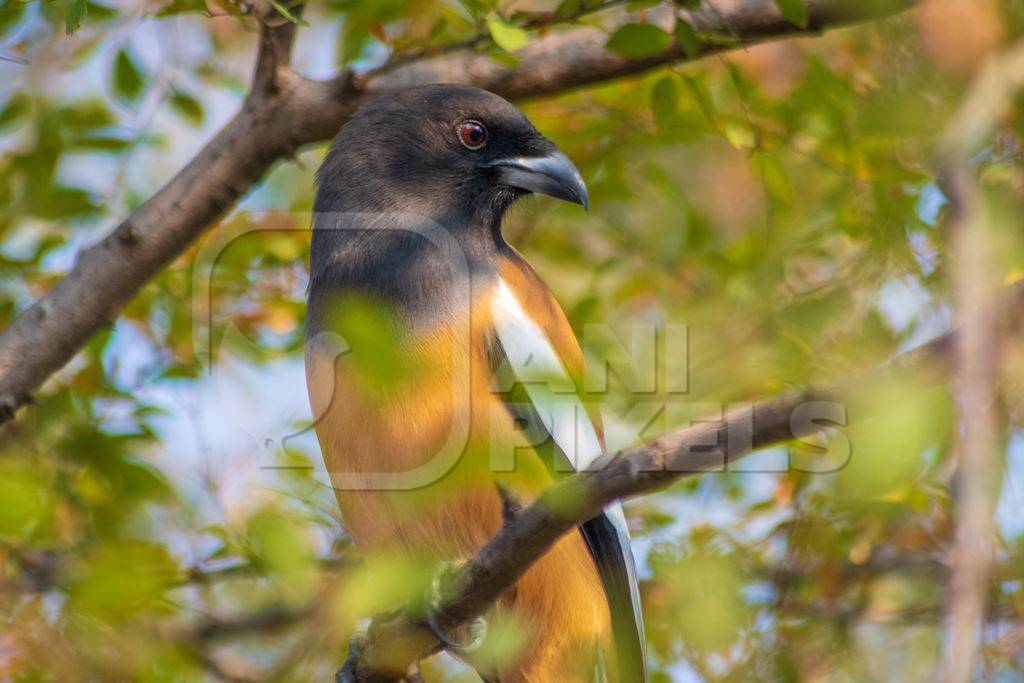 Indian gray or hanuman langur monkeys in the wild in Rajasthan in India