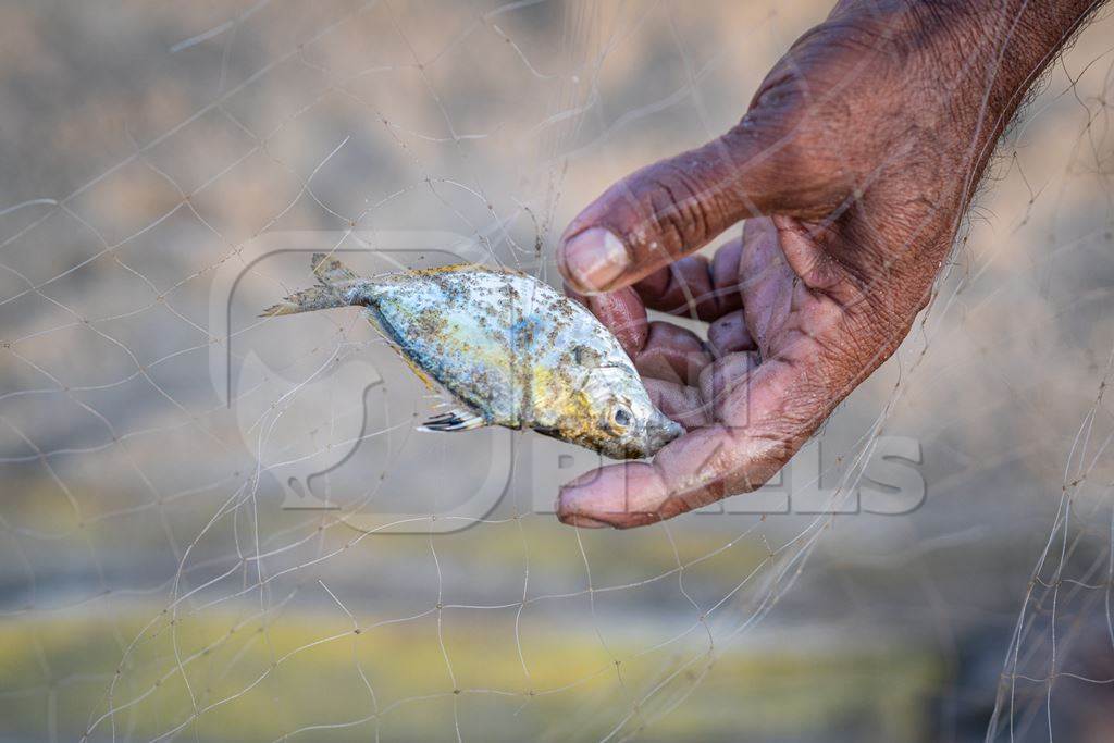 Man removing Indian fish caught in fishing net on beach in Goa, India, 2022