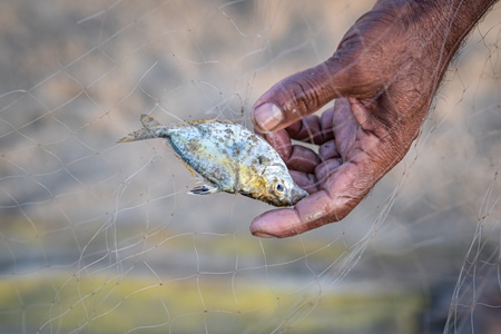 Man removing Indian fish caught in fishing net on beach in Goa, India, 2022