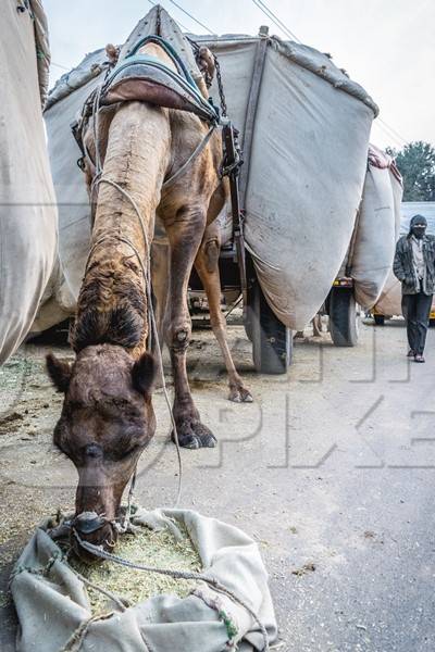 Working camel overloaded with large load  on cart in street