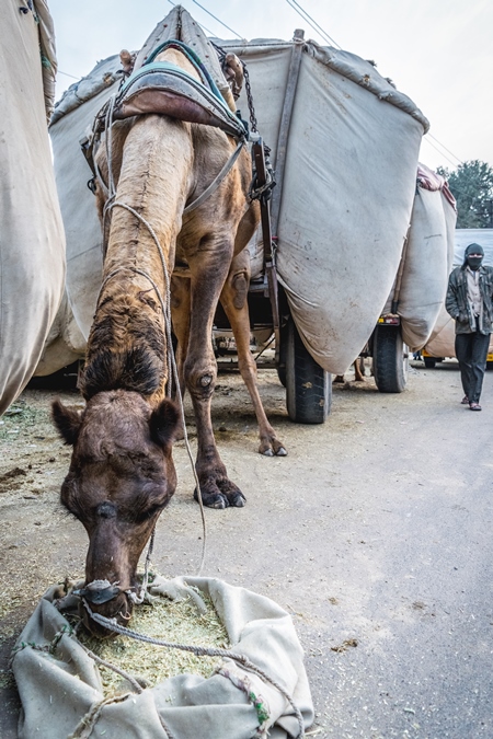 Working camel overloaded with large load  on cart in street