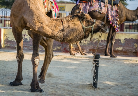 Camels used for tourist camel rides at the National Research Centre on Camels in Bikaner
