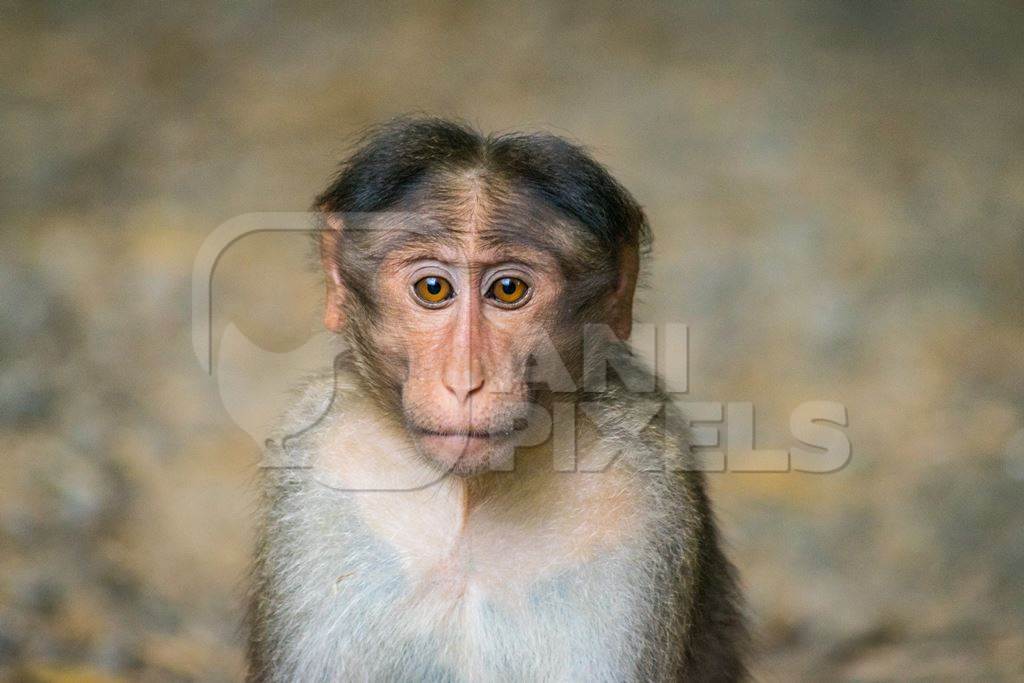 Sad and lonely looking macaque monkey