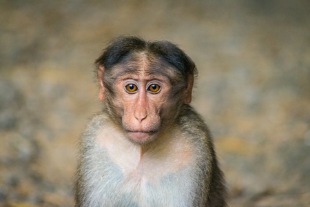 Sad and lonely looking macaque monkey