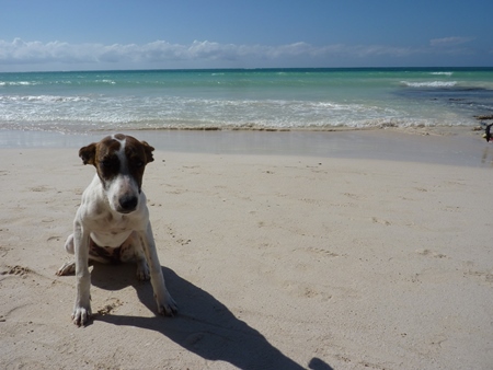 Small dog sitting on sandy beach by sea
