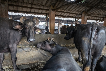 Farmed Indian buffaloes chained up in a line on an urban dairy farm or tabela, Aarey milk colony, Mumbai, India, 2023