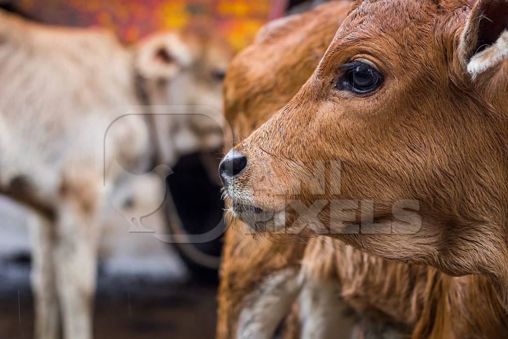 Dairy calf tied up in an urban dairy in Maharashtra