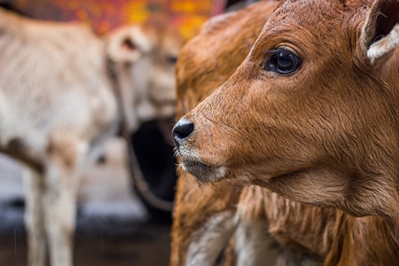 Dairy calf tied up in an urban dairy in Maharashtra