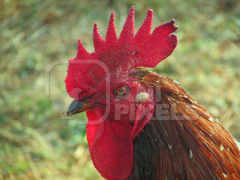 Close up of face of red cockerel and green grass background