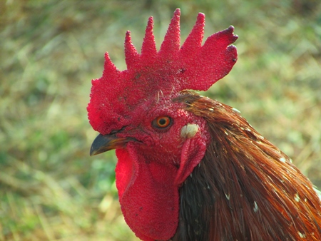 Close up of face of red cockerel and green grass background