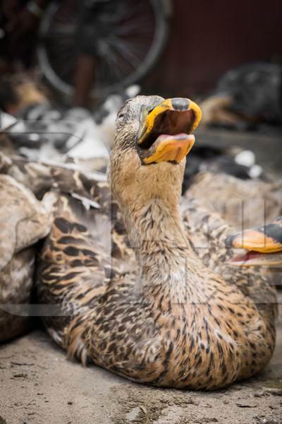 Ducks and geese panting in the heat on sale for meat at a market in Dimapur in Nagaland