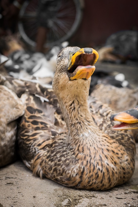 Ducks and geese panting in the heat on sale for meat at a market in Dimapur in Nagaland