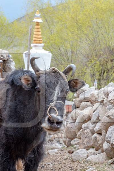 Yak or probably a yak and cow hybrid animal called a Dzo (male) or Dzomo (female) on a farm in the mountains of Ladakh, in the Himalayas, India