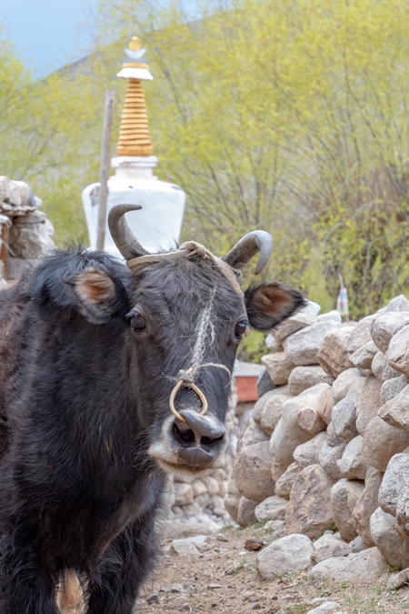 Yak or probably a yak and cow hybrid animal called a Dzo (male) or Dzomo (female) on a farm in the mountains of Ladakh, in the Himalayas, India