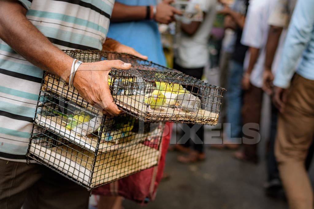 Caged budgerigar birds on sale in the pet trade by bird sellers at Galiff Street pet market, Kolkata, India, 2022