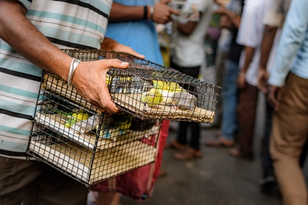 Caged budgerigar birds on sale in the pet trade by bird sellers at Galiff Street pet market, Kolkata, India, 2022