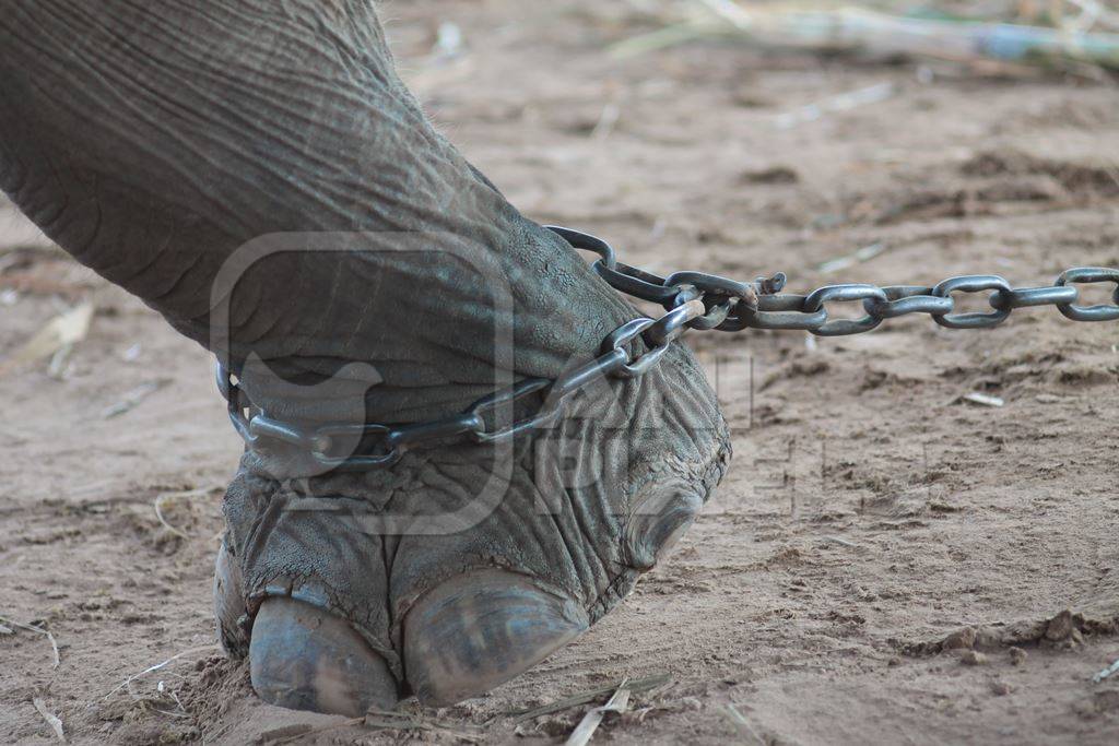 Elephant leg in chains