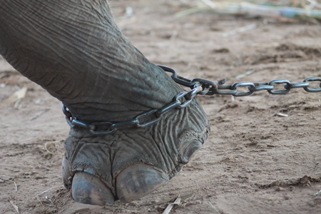 Elephant leg in chains