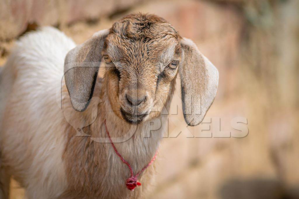Cute baby goat in a village in rural Bihar