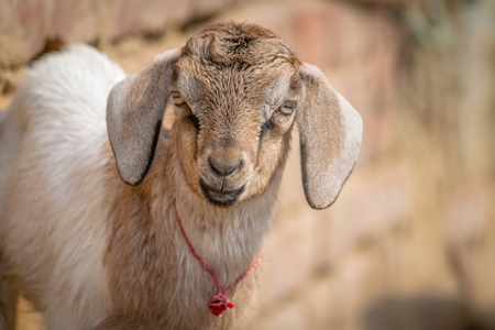 Cute baby goat in a village in rural Bihar