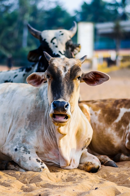 Street cows on beach in Goa in India