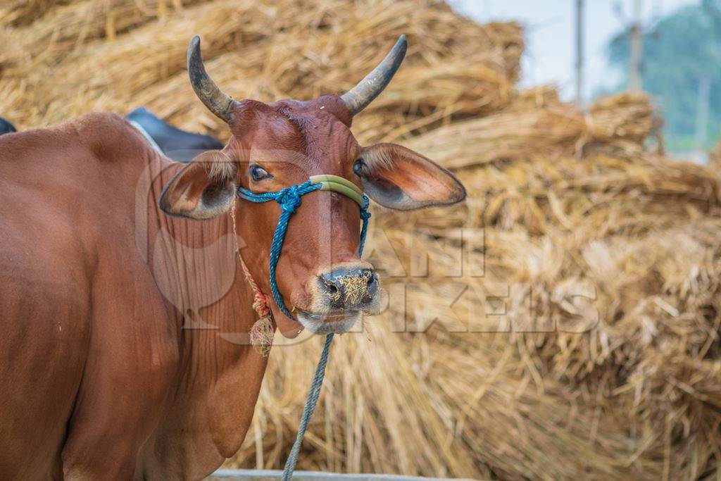 Brown cow with haystack in background tied up in village in rural Bihar