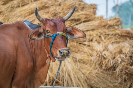 Brown cow with haystack in background tied up in village in rural Bihar