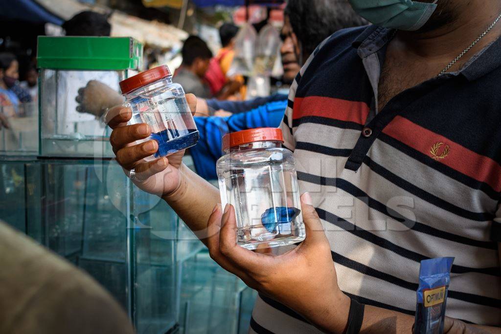 A buyer examines betta fish or siamese fighting fish in small containers on sale at Galiff Street pet market, Kolkata, India, 2022