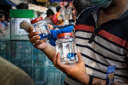 A buyer examines betta fish or siamese fighting fish in small containers on sale at Galiff Street pet market, Kolkata, India, 2022